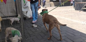 Perritos rescatados buscan una segunda oportunidad a través de la adopción en Guadalajara.