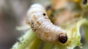 Una de las dos personas que fueron diagnosticadas con miasis por gusano barrenador fueron dadas de alta en Puebla,