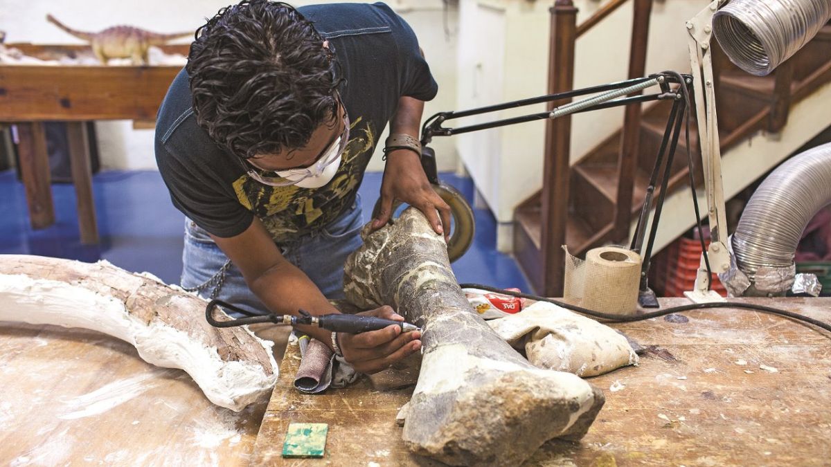 Una persona restaurando el hueso de un fósil de dinosaurio.