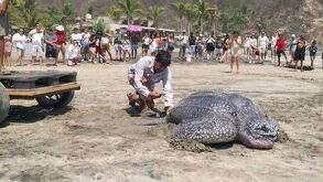 una tortuga laúd varada en una playa en oaxaca