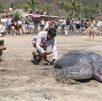 una tortuga laúd varada en una playa en oaxaca
