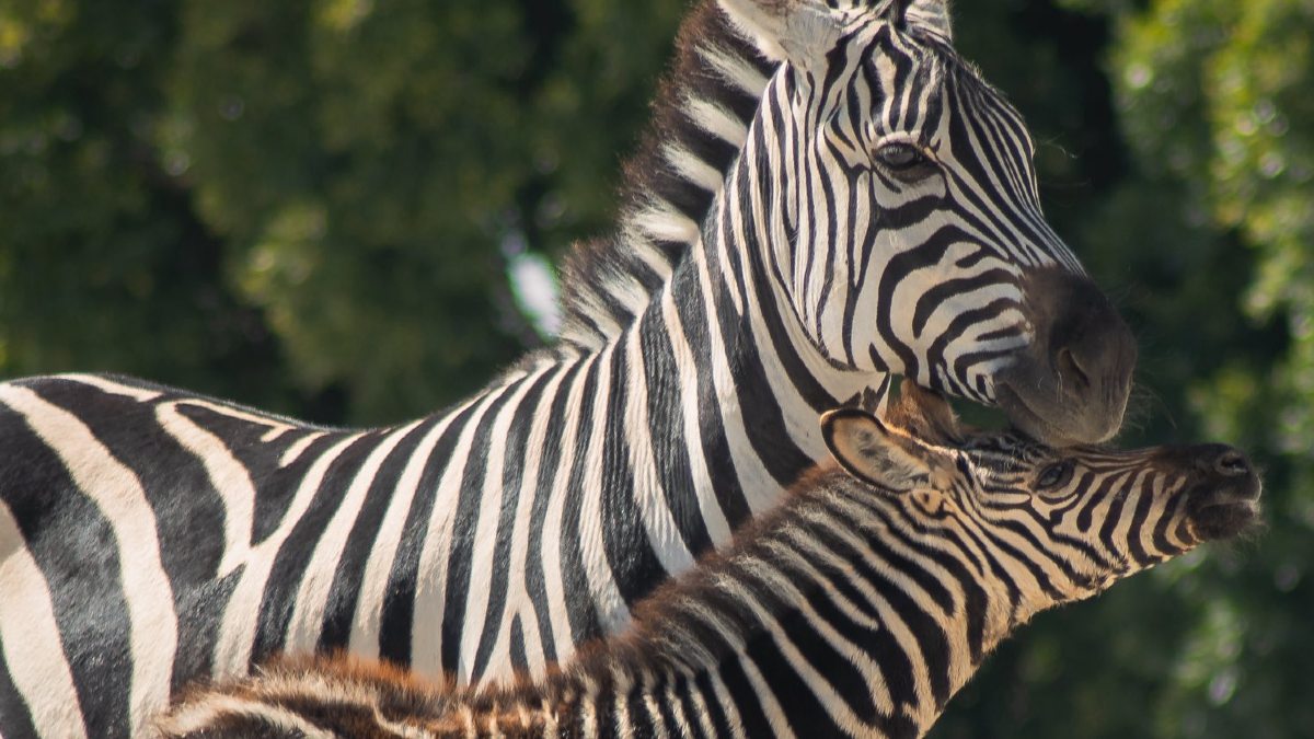 Dos cebras caminan juntas en Africam Safari para demostrar la importancia del santuario para los animales