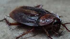 Cucaracha en color café con restos de polvo encima de ella