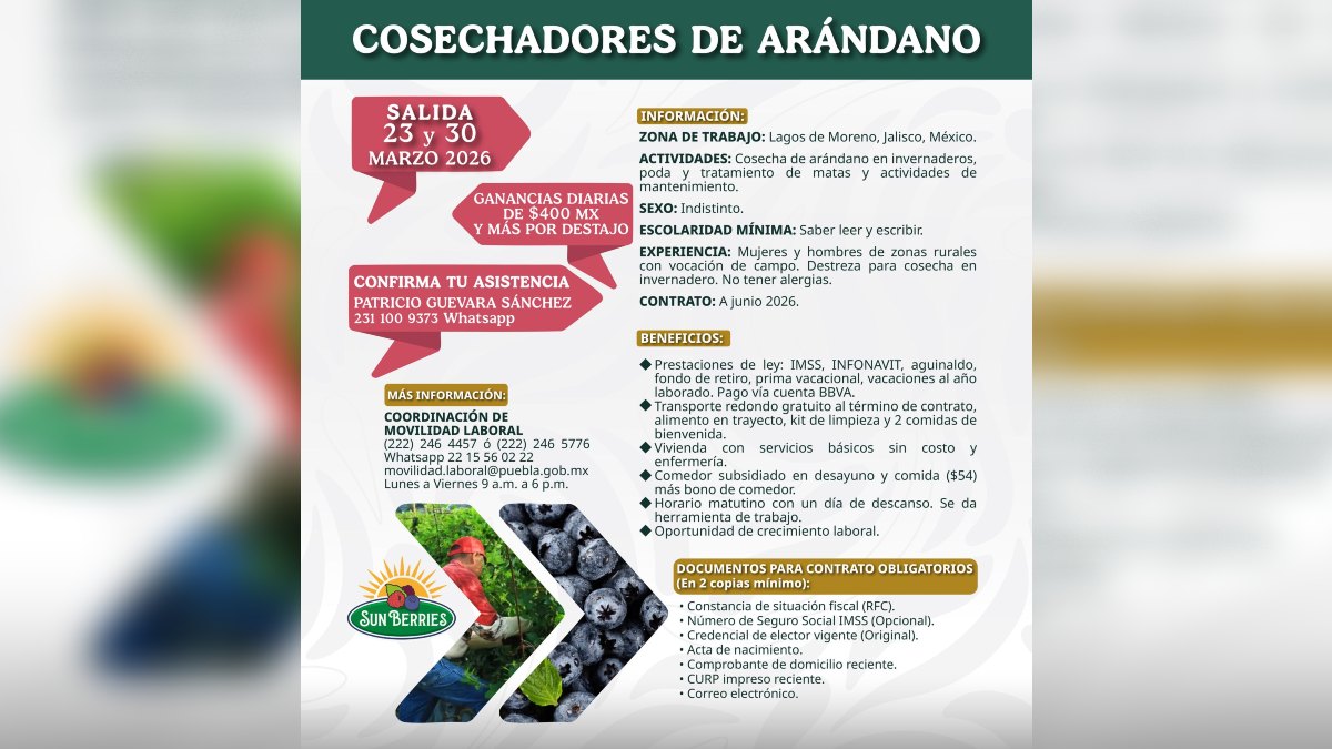 Requisitos y beneficios para postularse al trabajo como cosechador de arándanos en Lagos de Moreno, Jalisco