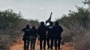 Jirafas en Coahuila vistas por la policía