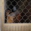 Perrita que fue abandonada al interior de una vivienda en la colonia Valle Dorado de Torreón.