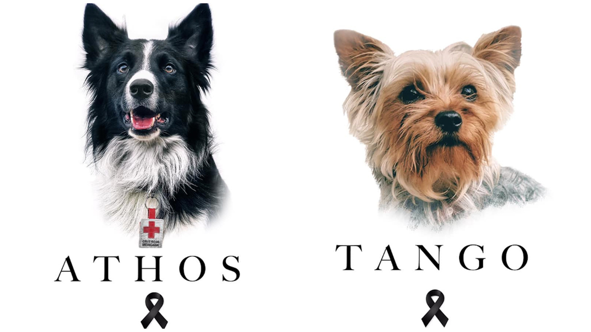 La Suprema Corte analiza reducir de 10 a 4 años la condena de Benjamín N, responsable de envenenar a los perros rescatistas Athos y Tango en Querétaro.