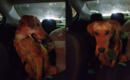 Mika, perrita que estaba abandonada en vivienda de Valle Dorado, ya fue rescatada.