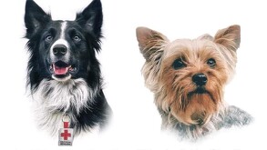 Mauricio Kuri subrayó la necesidad de fortalecer el marco legal para castigar con mayor severidad el maltrato animal.