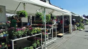 Puedes encontrar una diversidad de puestos con venta de flores