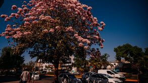 La primavera ya se hace presente en la Perla Tapatía