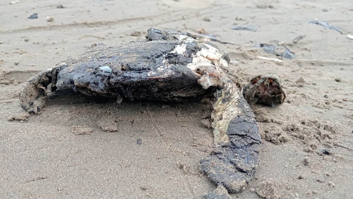 una tortuga muerta cubierta de petróleo