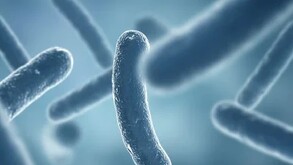 Bacterias vistas desde un microscopio