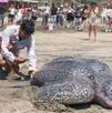 una tortuga laúd varada en una playa en oaxaca