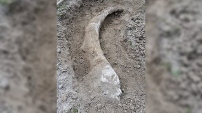Al percatarse de que se podría tratar de un resto de origen prehistórico, Jorge lo retiró de la zona con los debidos cuidados para resguardarlo en su casa.