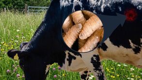 Los casos de gusano barrenador en Guanajuato se confirmó que se concentran en el municipio de Xichú.