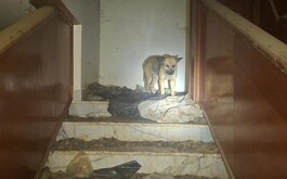 Perrito en abandono