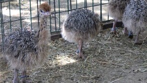 Las cuatro crías ya pueden ser observadas por las y los visitantes en el área de psitácidos del zoológico.