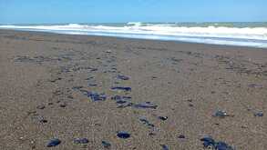 manchas de petróleo en playas de veracruz