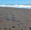 manchas de petróleo en playas de veracruz