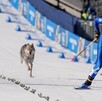 Perro lobo checoslovaco corriendo sobre una pista de nieve al lado de una esquiadora profesional en Juegos Olímpicos de Invierno 2026