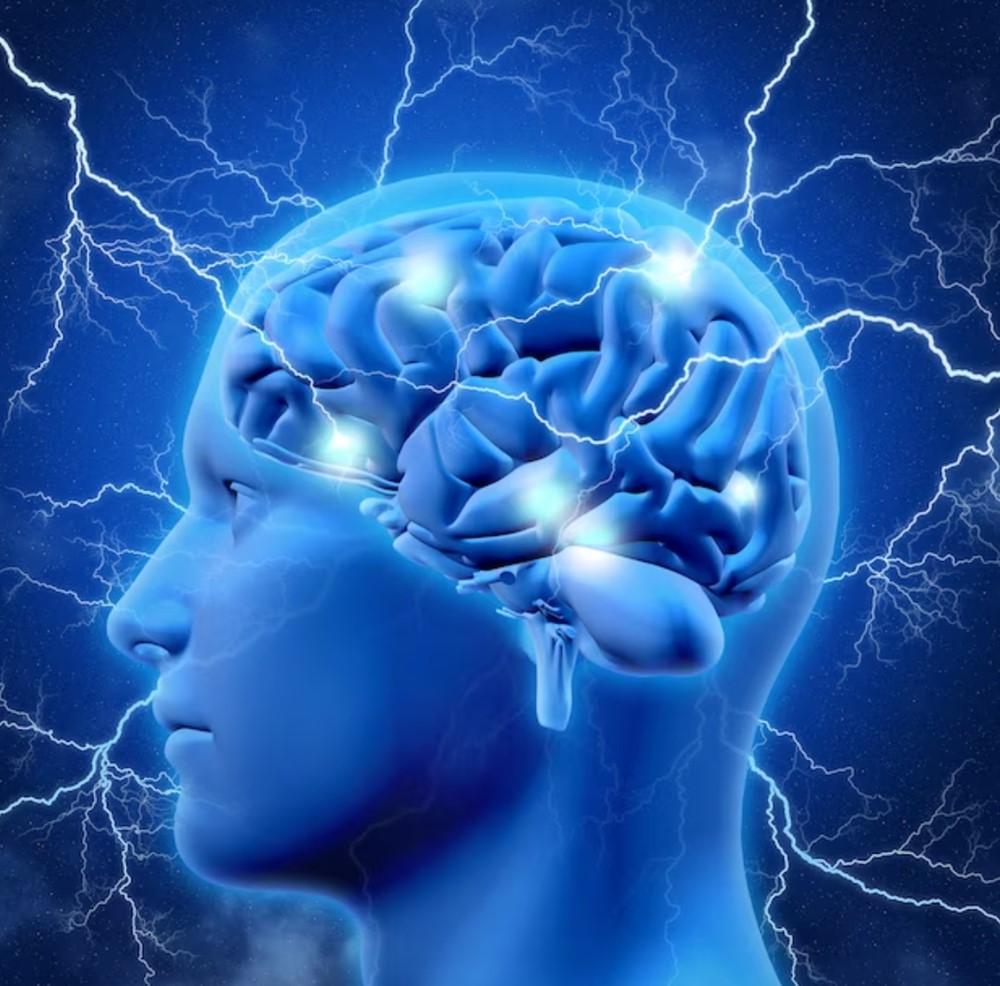 Vector del cerebro humano