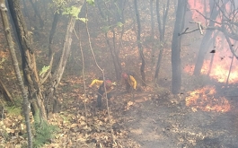 Telediario Media A 7 meses de incendios aún no se regenera La Primavera 