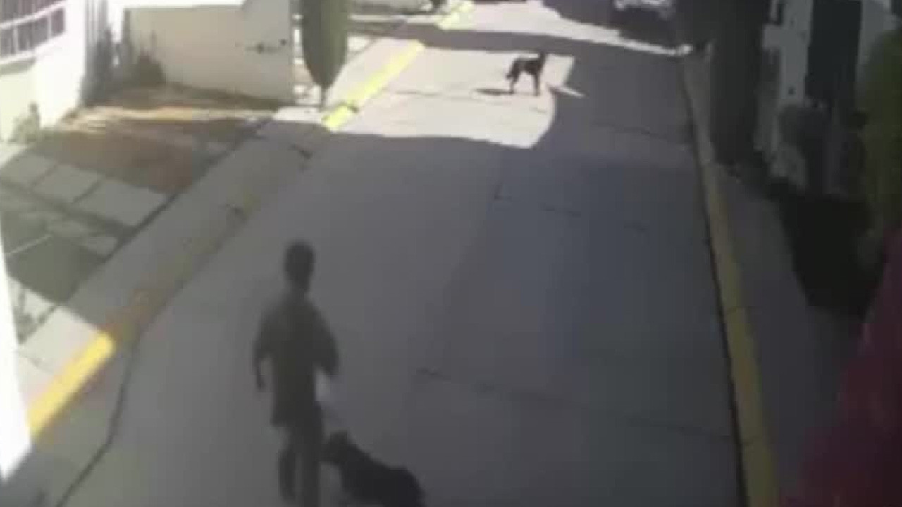 Un hombre agredió a un menor en la colonia San Antonio en Pachuca, Hidalgo, tras molestarse por ladridos de sus perros.