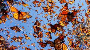 El dispositivo de rastreo busca ayudar a los cientificos a proteger a la mariposa monarca