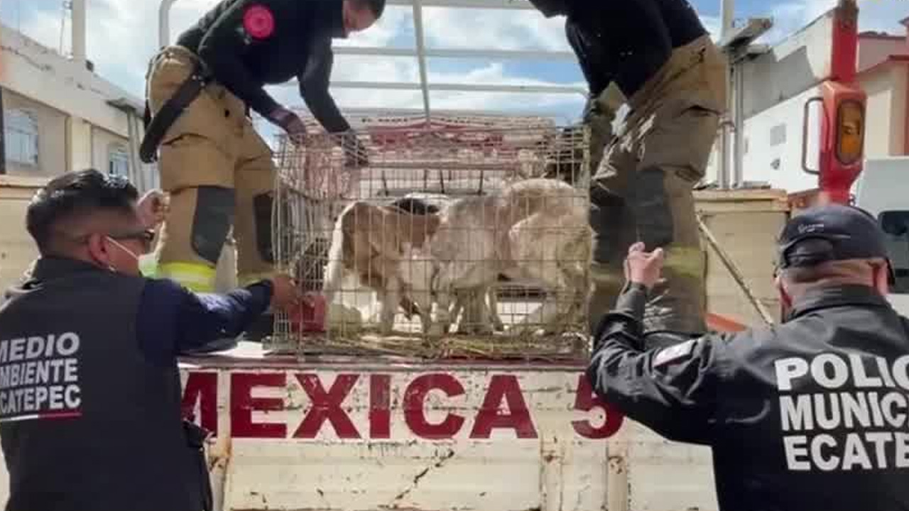 Autoridades rescataron más de 700 animales que vivían hacinados en una casa de Ecatepec presuntamente ocupada por ‘Los 300’.