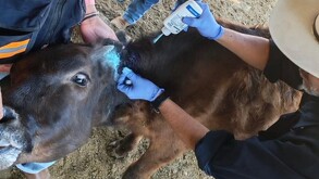 La plaga ha sido detectada en ganado, pero aseguran que es controlable si se atiende a tiempo.