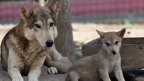 Se observan unos lobos que están sentados en el suelo.