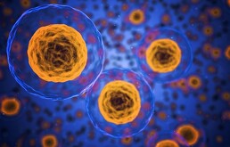 Células en una visión microscópica reproduciéndose.