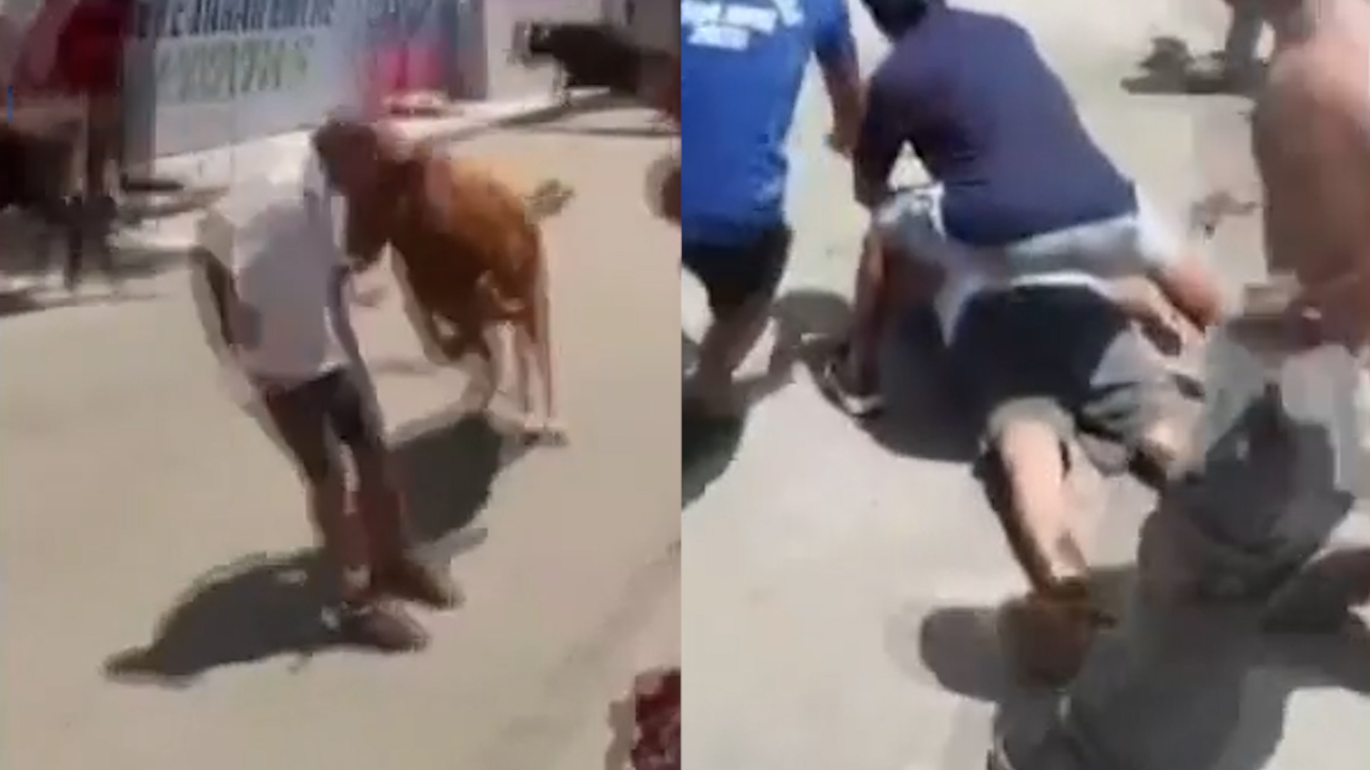 Grave accidente en Las Delicias: Un toro noqueó a un participante en la encerrona de San José. El debate sobre la seguridad de estos festejos crece.