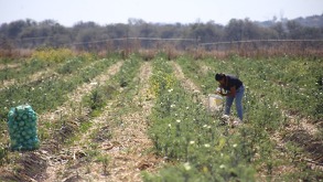 El gobierno estatal de Guanajuato confirmó que hay una fuerte inversión en campos de campos de cultivo en maíz en Guanajuato.