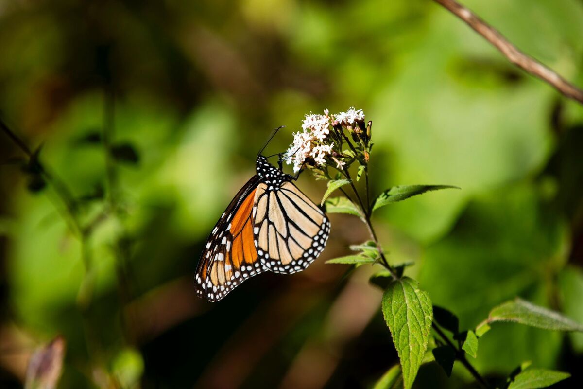 Mariposa Monarca en flor