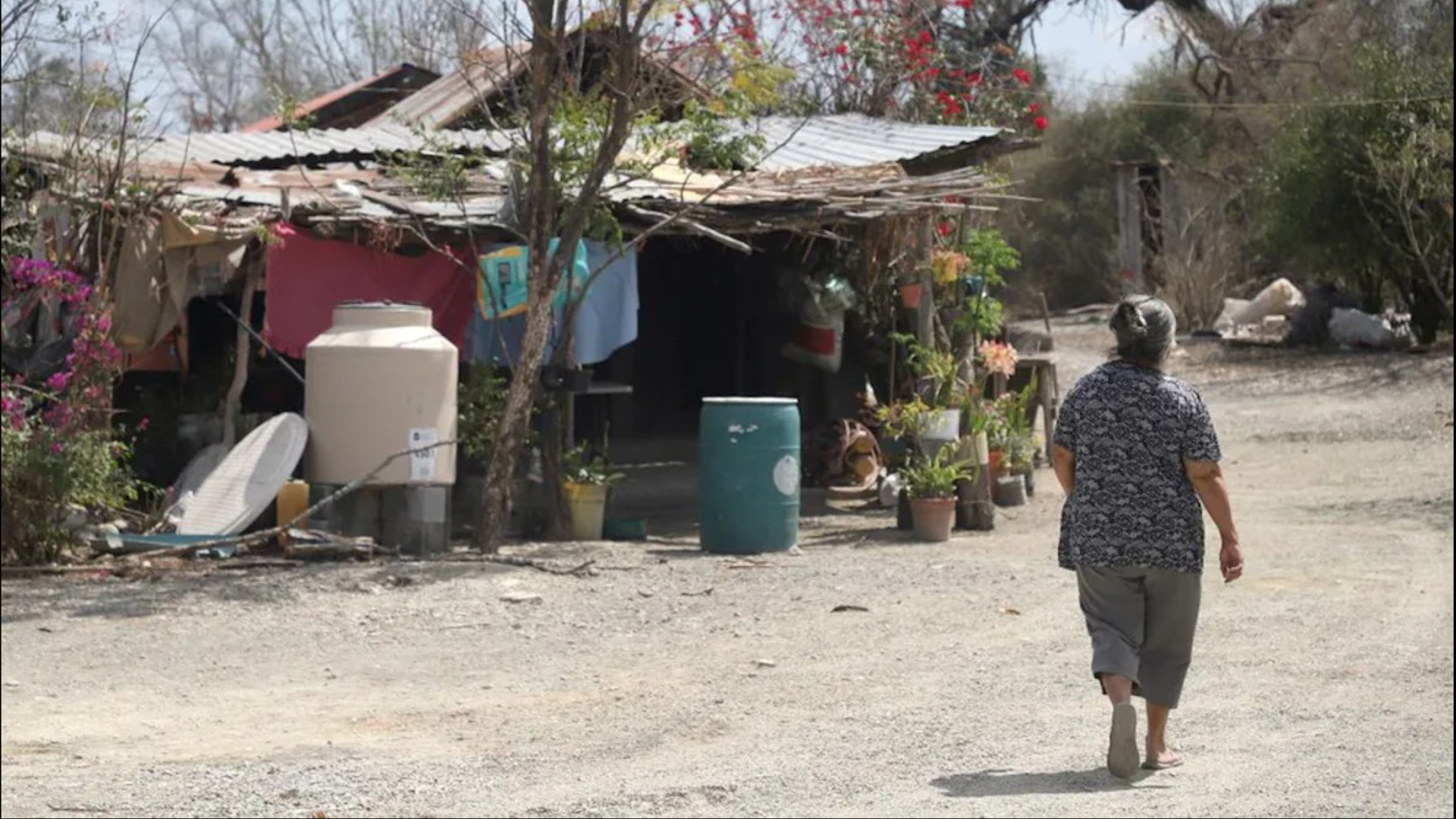 La sequía severa golpea a Agualeguas, Nuevo León. Ganaderos queman nopales para alimentar a sus animales ante la falta de pasto y agua.