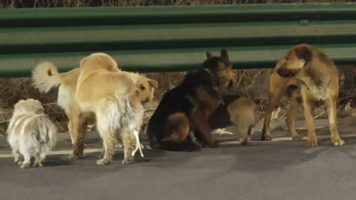 Grupo de seis perros de distintas recorriendo el costado de una carretera al lado de un muro de contención durante la noche