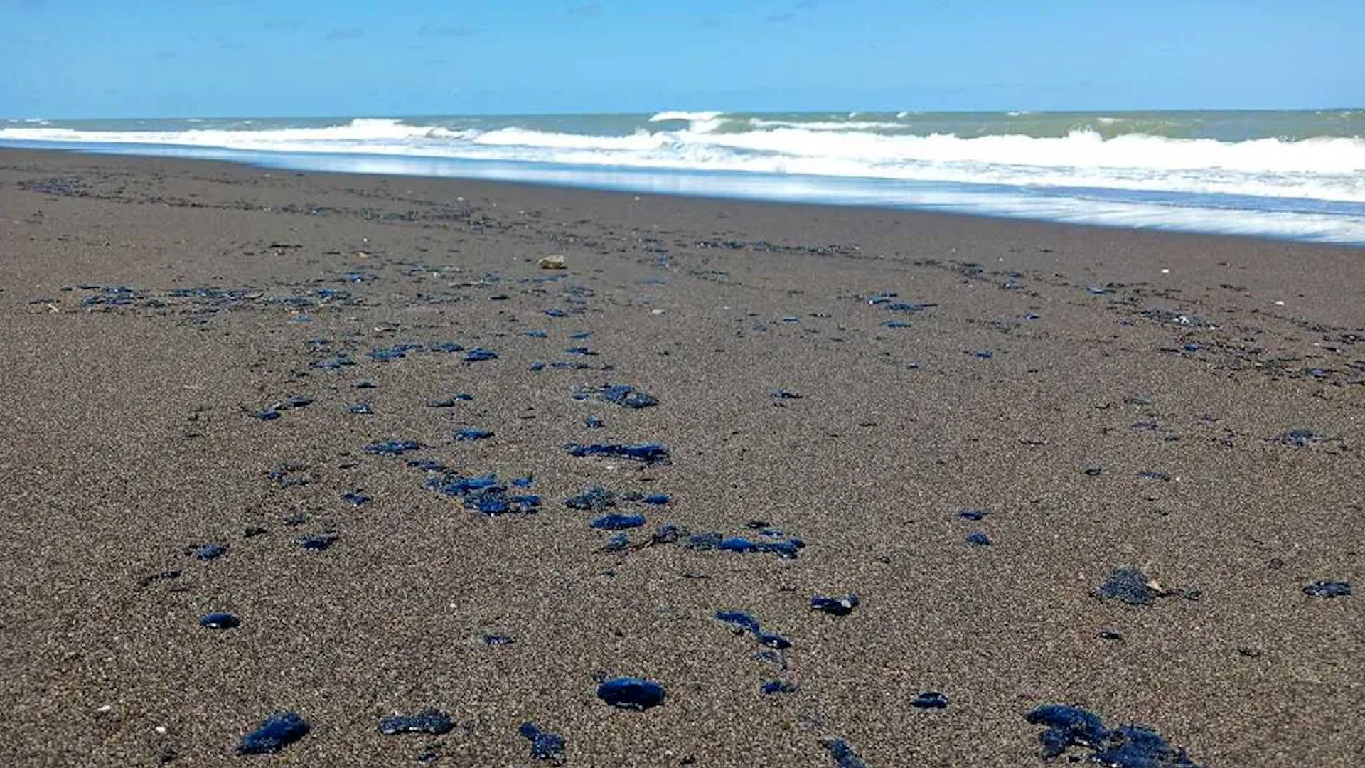 Manchas de petróleo invaden playas de Veracruz y ponen en riesgo a animales marítimos