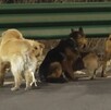 Grupo de seis perros de distintas recorriendo el costado de una carretera al lado de un muro de contención durante la noche