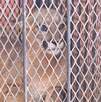 un puma en una jaula