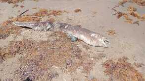 un pez morena muerto en una playa contaminada con hidrocarburo en veracruz