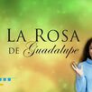 Te decimos dónde ver todos los capítulos de la Rosa de Guadalupe.
