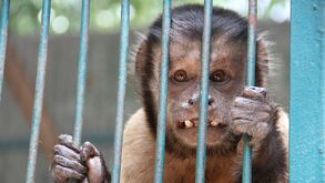 Mono que vive en el Club de los animalitos, zoológico que ha sido señalado por múltiples actos de maltrato animal.