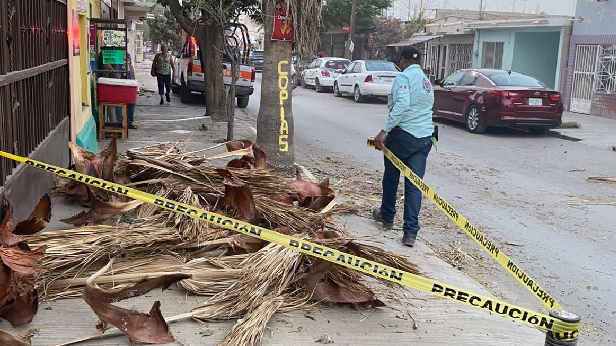 Cinta amarilla de prohibido el paso con un árbol caído