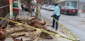 Cinta amarilla de prohibido el paso con un árbol caído
