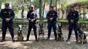 Los policías de la Secretaría de Seguridad Ciudadana posan con los cuatro nuevos elementos caninos de seguridad.