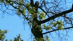 Árbol de donde cayó hombre en Parras