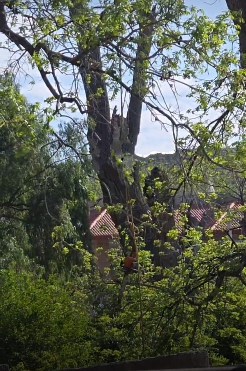 Árbol de donde cayó el hombre en Parras
