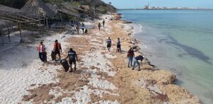 Marina limpia las playas de Veracruz, luego del derrame de petróleo en el Golfo de México.